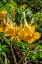 Picture of YELLOW ANGELS TRUMPET