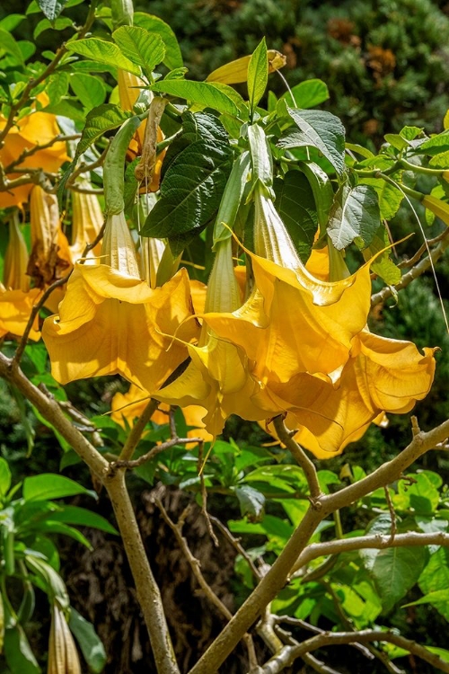 Picture of YELLOW ANGELS TRUMPET