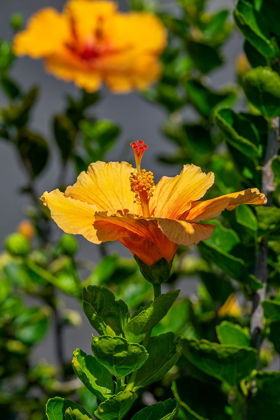Picture of YELLOW HIBISCUS