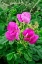 Picture of BEACH ROSE