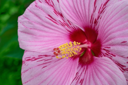 Picture of SWAMP ROSE MALLOW