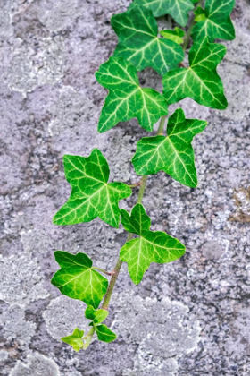 Picture of IVY GROWING ON GRANITE