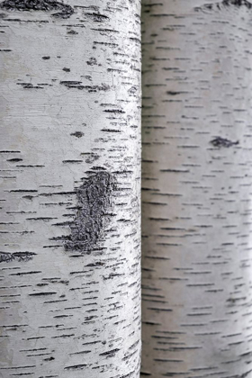 Picture of CLOSEUP OF BIRCH BARK