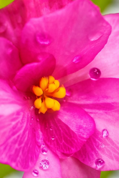 Picture of PINK BEGONIA