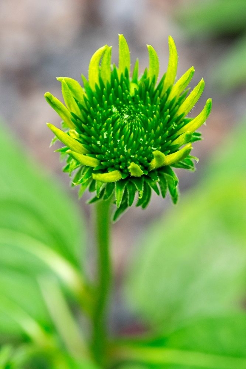 Picture of CONEFLOWER STARTING TO BLOOM