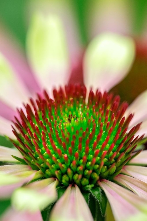 Picture of CONEFLOWER