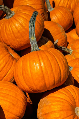 Picture of PILE OF PUMPKINS