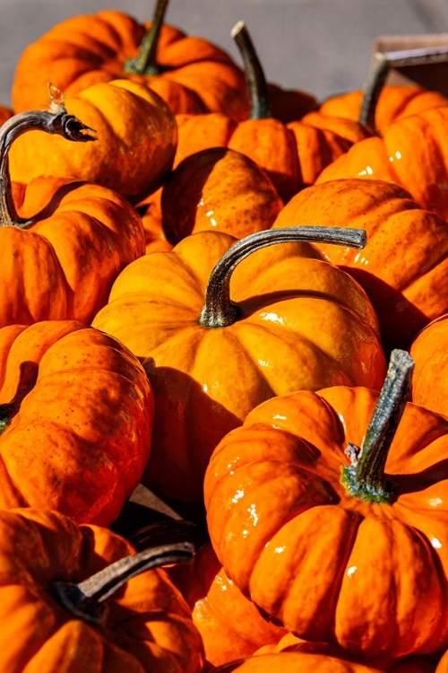 Picture of ORANGE GOURDS-CUCURBITA