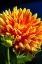 Picture of DAHLIA