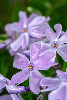 Picture of CREEPING PHLOX