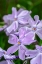 Picture of CREEPING PHLOX