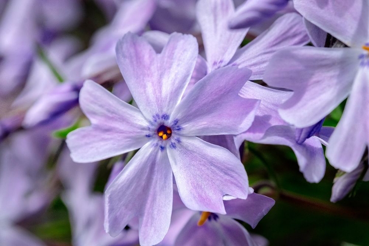 Picture of CREEPING PHLOX