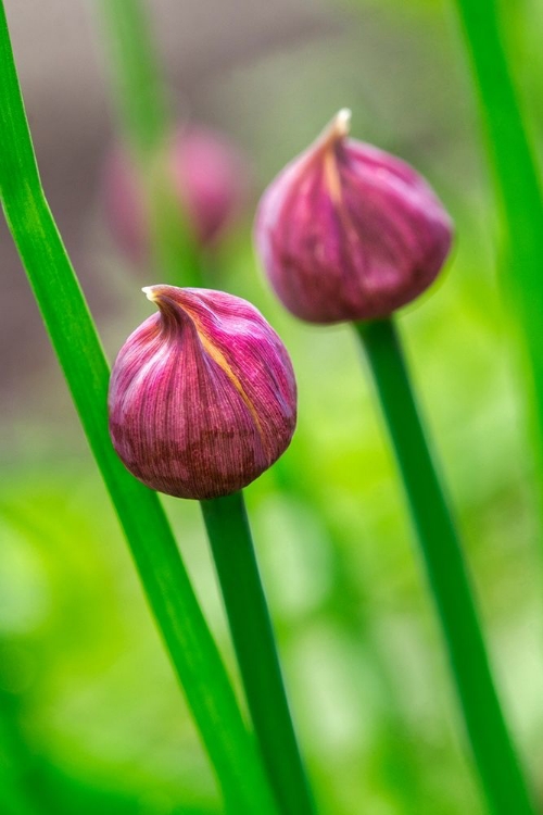 Picture of CHIVE