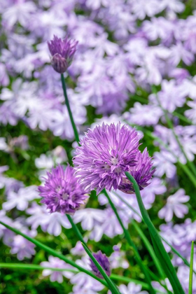 Picture of CREEPING PHLOX AND CHIVES