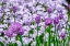 Picture of CREEPING PHLOX AND CHIVES