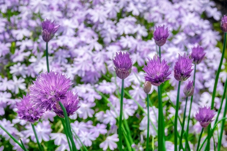 Picture of CREEPING PHLOX AND CHIVES