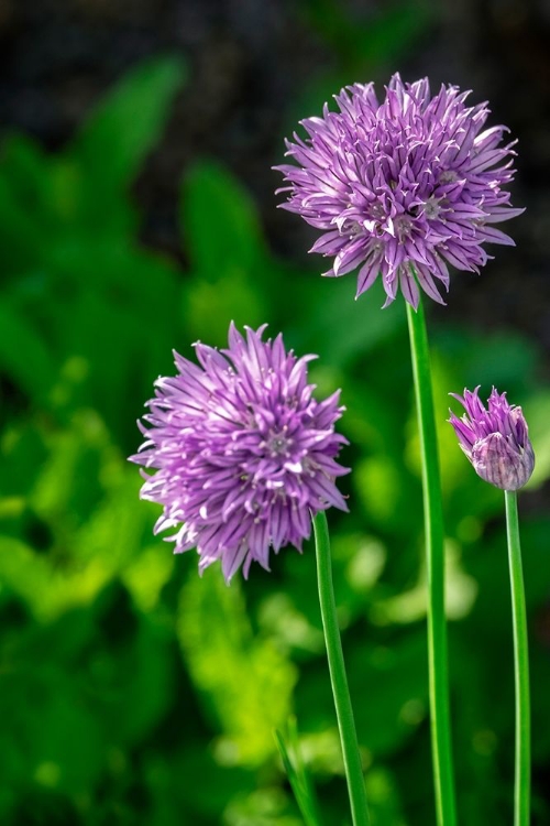 Picture of CHIVES