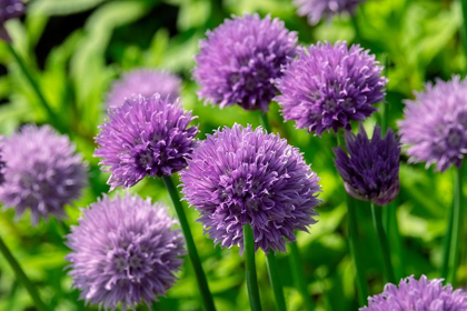 Picture of CHIVES