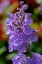 Picture of CATMINT