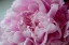 Picture of PINK PEONY