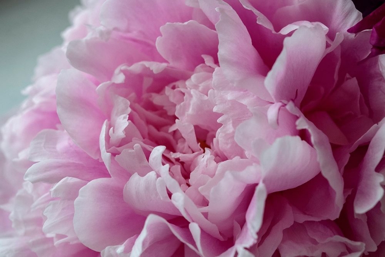 Picture of PINK PEONY