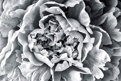 Picture of BLACK AND WHITE PEONY