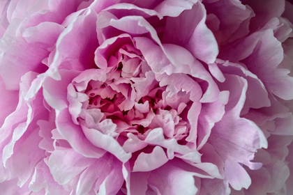 Picture of PINK PEONY