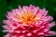 Picture of PINK AND YELLOW DAHLIA