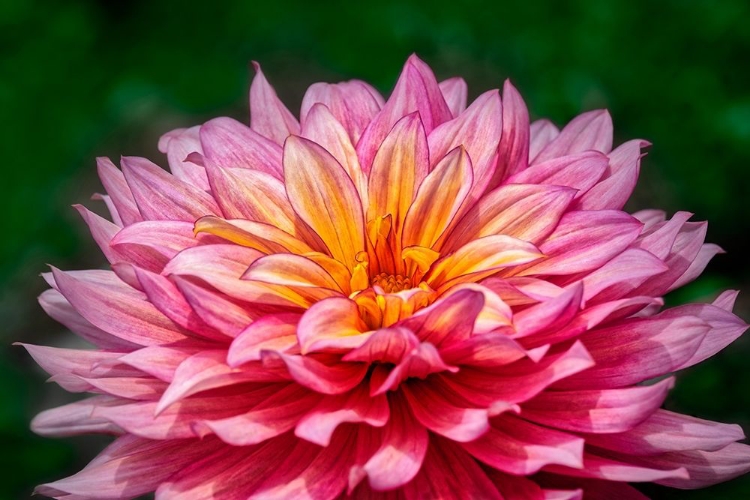 Picture of PINK AND YELLOW DAHLIA