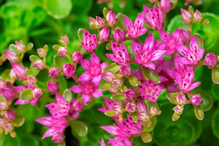 Picture of PINK FLOWERING SEDUM