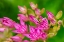 Picture of HOVER FLY ON PINK FLOWERING SEDUM