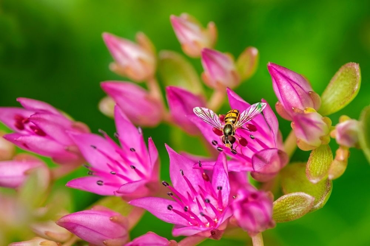 Picture of HOVER FLY ON PINK FLOWERING SEDUM