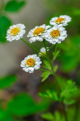 Picture of WHITE FEVERFEW