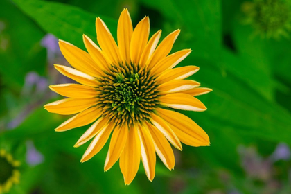 Picture of YELLOW CONEFLOWER