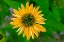 Picture of YELLOW CONEFLOWER