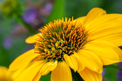 Picture of YELLOW CONEFLOWER