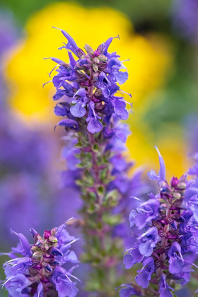 Picture of PURPLE HYSSOP