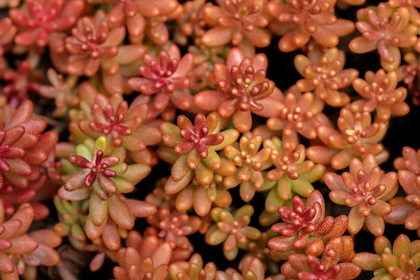 Picture of REDBERRY-SEDUM