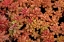 Picture of REDBERRY-SEDUM
