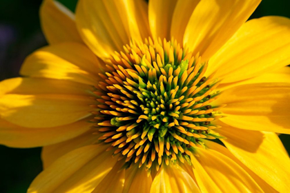 Picture of YELLOW CONEFLOWER