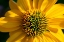 Picture of YELLOW CONEFLOWER