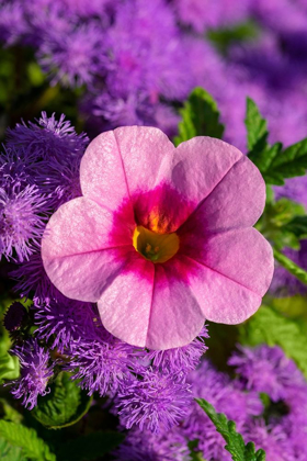Picture of PINK PETUNIA AND PURPLE BLUEMINK