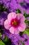 Picture of PINK PETUNIA AND PURPLE BLUEMINK