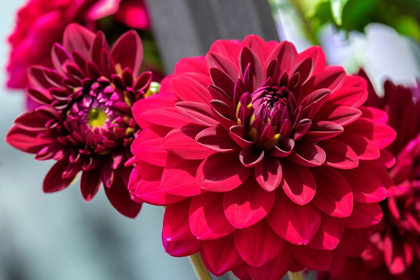 Picture of RED DAHLIA