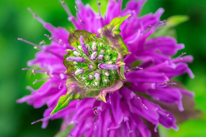 Picture of BEEBALM