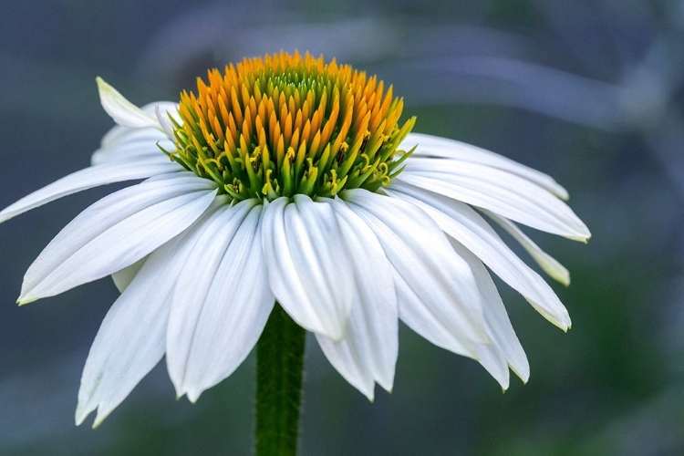 Picture of CONEFLOWER