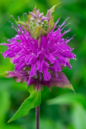 Picture of BEEBALM