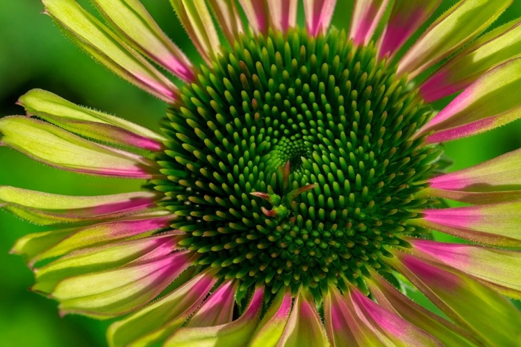 Picture of CONEFLOWER