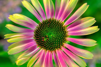 Picture of CONEFLOWER