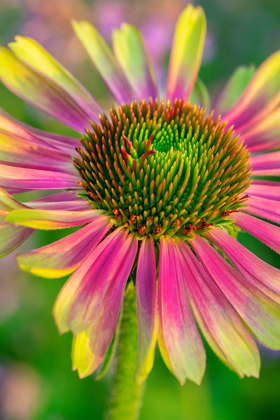 Picture of CONEFLOWER